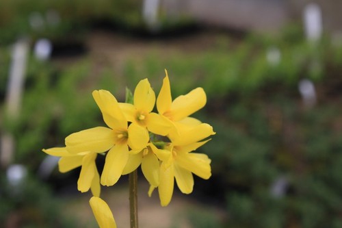 Forsythia intermedia lynwood - intermedia,