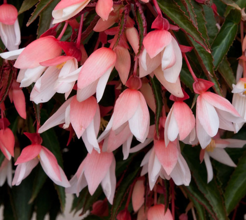 Begonia boliviensis - begonia,
