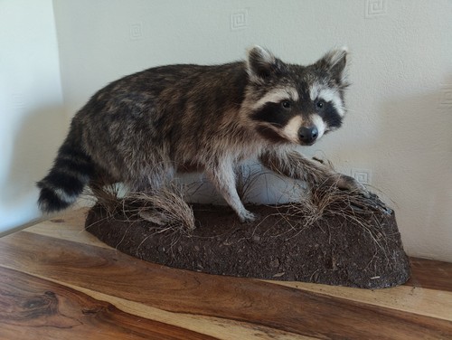 Raccoon fur taxidermy - fur,
