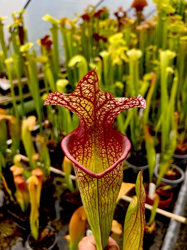 Sarracenia moorei johanna - johanna, x