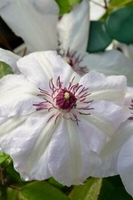 Clematis 'Miss Bateman' AGM 