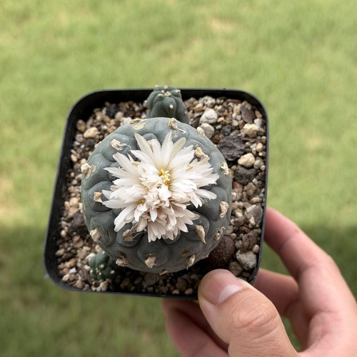 Ariocarpus rare cactus - ariocarpus,