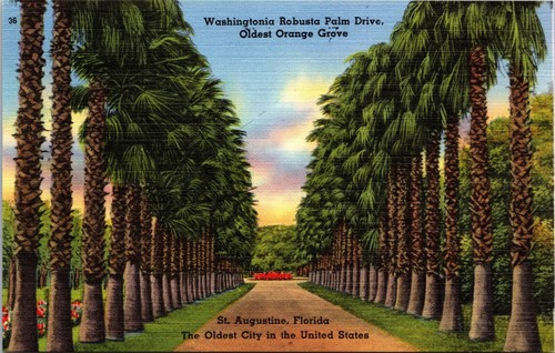 Vtg 1940s washingtonia robusta - washingtonia,
