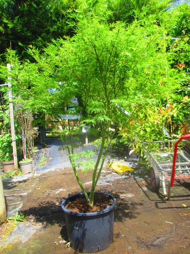Large 5ft - (inc., pot)