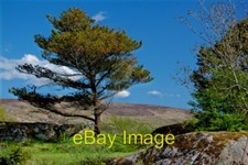 Photo 6x4 Crolly - Tree near