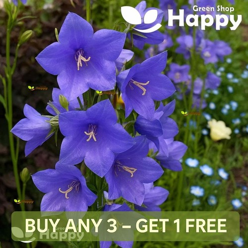Peach leaved bellflower blue - leaved,