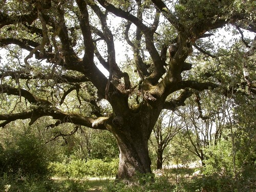 Quercus ilex holm - ilex., 5