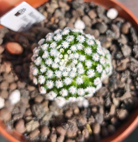 Mammillaria fotou shunsei - mammillaria,