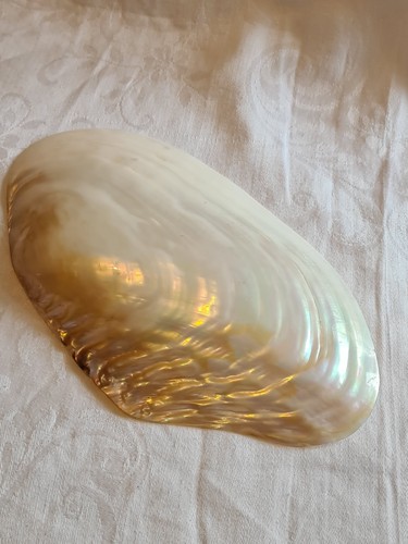 Large macabebe clam - clam, x