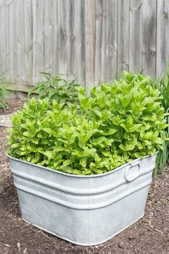 Mint garden plug - mint, 'garden