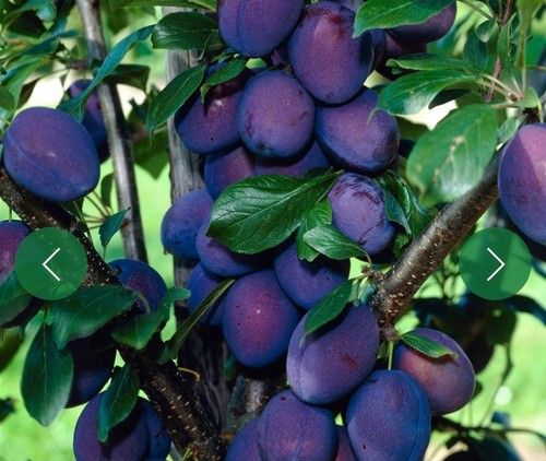 Plum tree seeds x10 - tree,