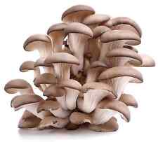Mushroom Growing Kit - Easy