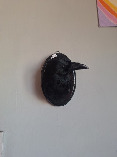 Taxidermy carrion crow head - crow,