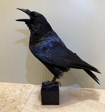 TAXIDERMY  Calling Crow