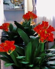 ￼ Rare & Stunning 15years Old Clivia with 40 Vibrant Blooms   Collector's Dream 
