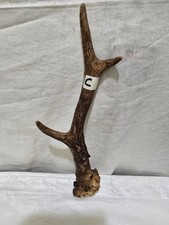 DEER /ROE ANTLER ,THUMBSTICK/  HANDLE FOR WALKING STICK MAKING MEDIUM SIZE [C ]