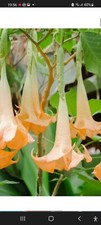 Brugmansia Versicolour Peach plant