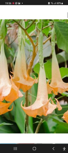 Brugmansia versicolour peach - brugmansia,