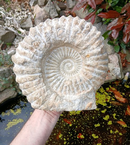 Large fossil ammonite - x,