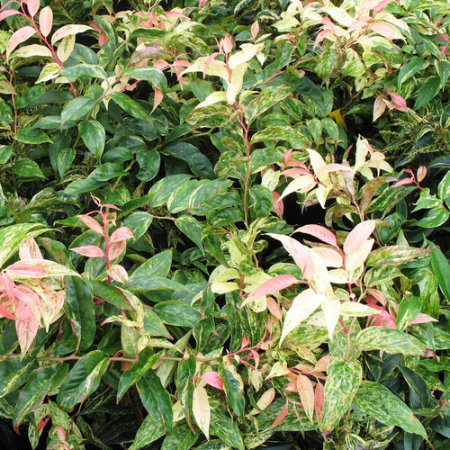 Leucothoe fontanesiana