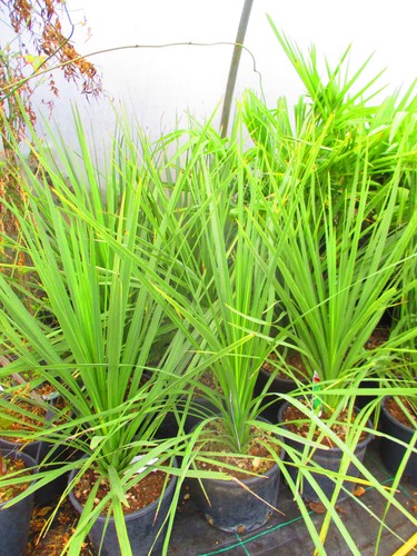 3ft torbay palm - , pot)