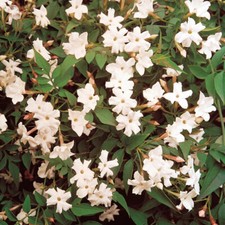 1 X JASMINUM 'OFFICINALE' COMMON JASMINE DECIDUOUS SHRUB GARDEN PLANT IN POT