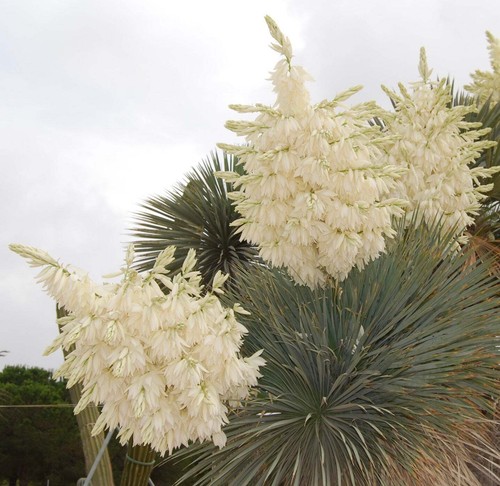Yucca rostrata 10cm - 5-10cm,