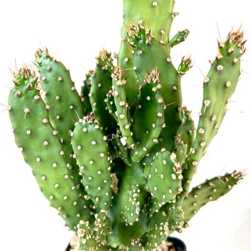 Opuntia tuna prickly - opuntia, pear