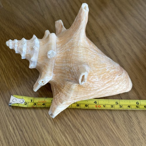 Large conch sea shell cm - sea,