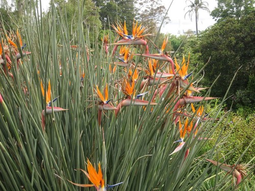 Strelitzia juncea leafless