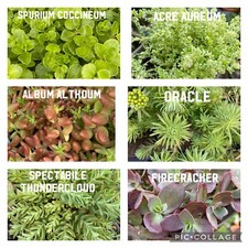 30x Sedum Succulents Assorted