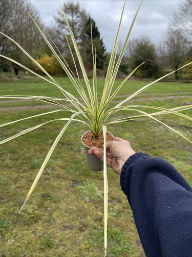 Cordyline lime passion litre - cordyline, 2
