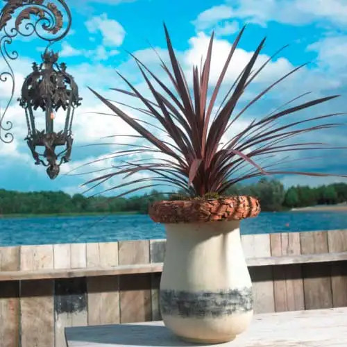 Cordyline red star pot - cordyline,