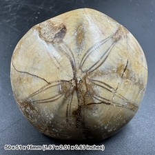 Pygurus fossil sea urchin from madagascar – jurassic echinoid specimen –