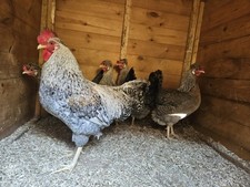 crested Cream legbar eggs 12