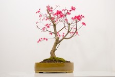 Deshojo Japanese Maple Bonsai