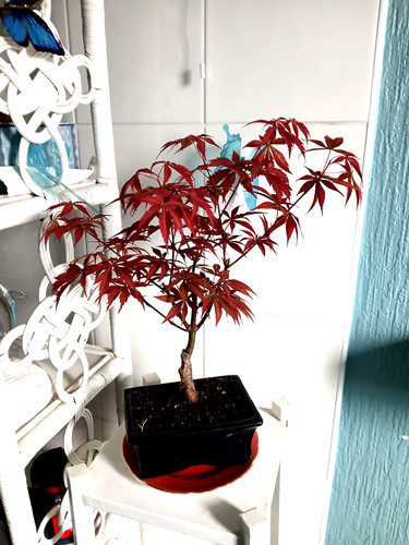 Bonsai tree japanese maple - tree,,