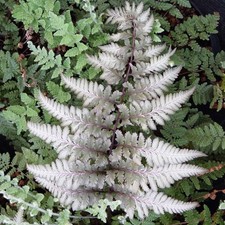 2 x Athyrium Niponicum Metallicum - Plant Fern Perennial 9cm potted