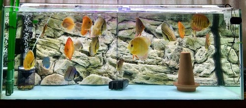 Aquarium background for - background,