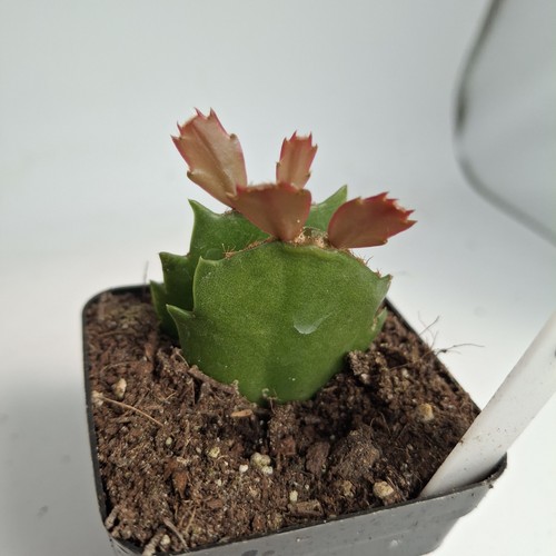Christmas cactus cuttings - 2,