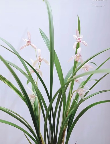 Rare cymbidium ensifolium - rare,