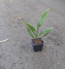 Trachycarpus fortunei in 9cm
