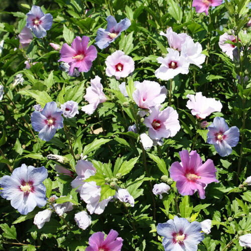 Hardy hibiscus bush - hardy, tricolour