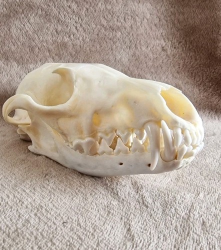 Foxs skull with all - foxs,