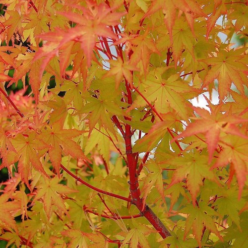 Acer palmatum sangokaku - sangokaku, in