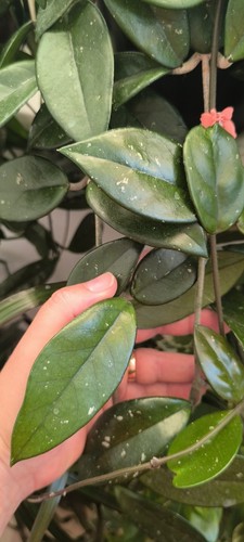 Hoya carnosa fresh cuttings - hoya,