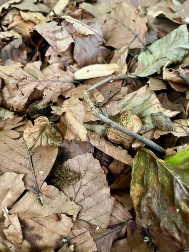 Wild leaf litter - wild,
