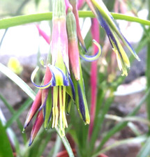 Billbergia nutans. The