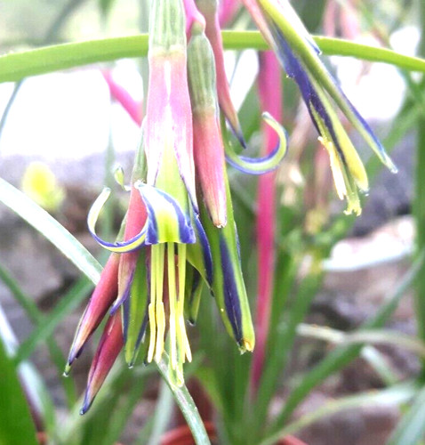 Billbergia nutans the - billbergia, nutans.