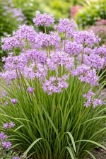 Tulbaghia Violacea Society